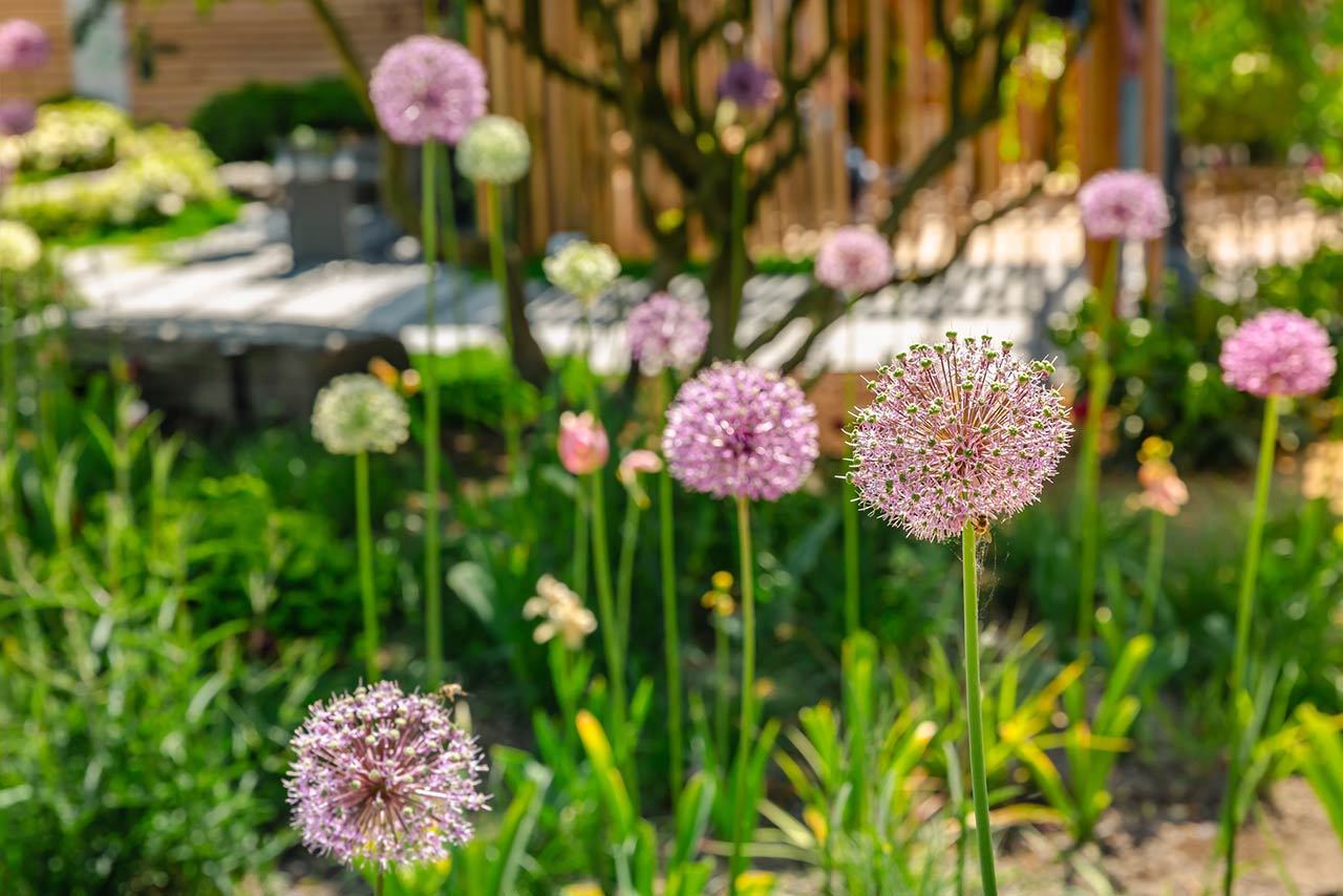 close up of colorful flowerbed with persian onion star of persia